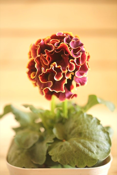 画像1: フリンジ咲きパンジーローヴドゥアントワネット『ロココ』 ★１点もの ver.６★ 