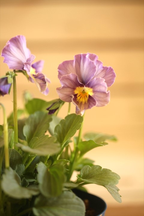 画像2: 【１点もの】さとう園芸＆江原ビオラ ヌーヴェルヴァーグ　◆ver.４０◆