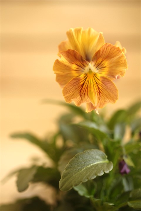 画像2: 【１点もの】北島園芸さんオリジナル！ フリルビオラ『コルティルーチェ』 ★ver.１３★