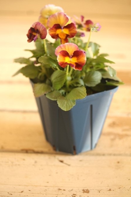 画像2: 【１点もの】さとう園芸＆江原ビオラ ヌーヴェルヴァーグ　◆ver.２５◆