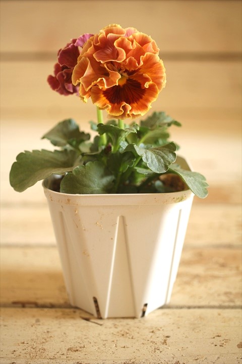 画像2: フリンジ咲きパンジーローヴドゥアントワネット『ロココ』 ★１点もの ver.２４★ 