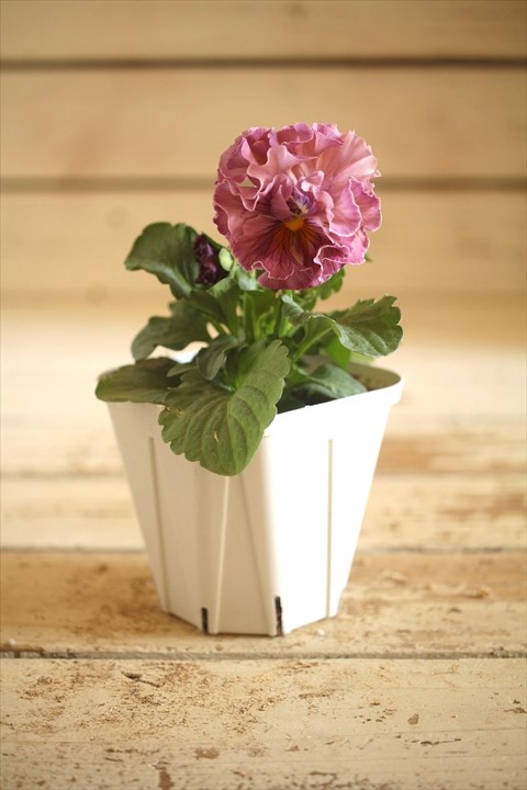 画像2: フリンジ咲きパンジーローヴドゥアントワネット『ロココ』 ★１点もの ver.３８