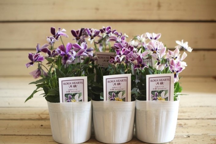 画像: ビオラロカハーツ『月狼』 