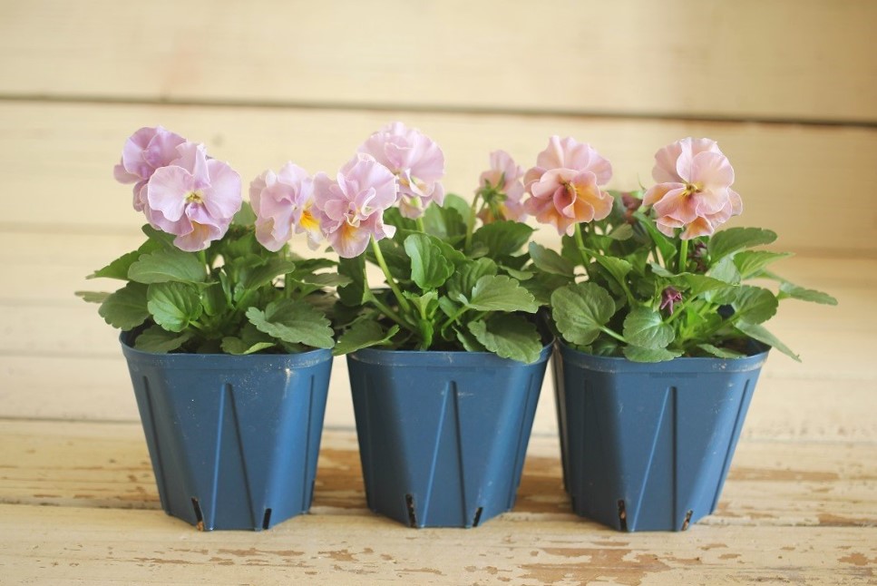 画像: 2025NEW!! さとう園芸さんオリジナルフリルビオラ『プチトリアノン ローランサングレー』