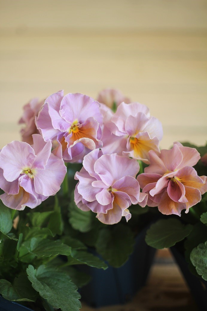 画像2: 2025NEW!! さとう園芸さんオリジナルフリルビオラ『プチトリアノン ローランサングレー』