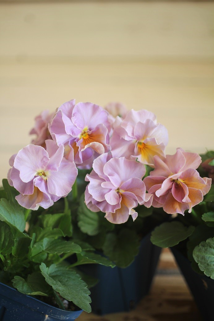 画像3: 2025NEW!! さとう園芸さんオリジナルフリルビオラ『プチトリアノン ローランサングレー』