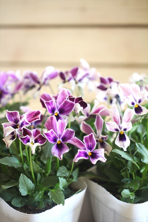 画像3: ビオラロカハーツ『月狼』 