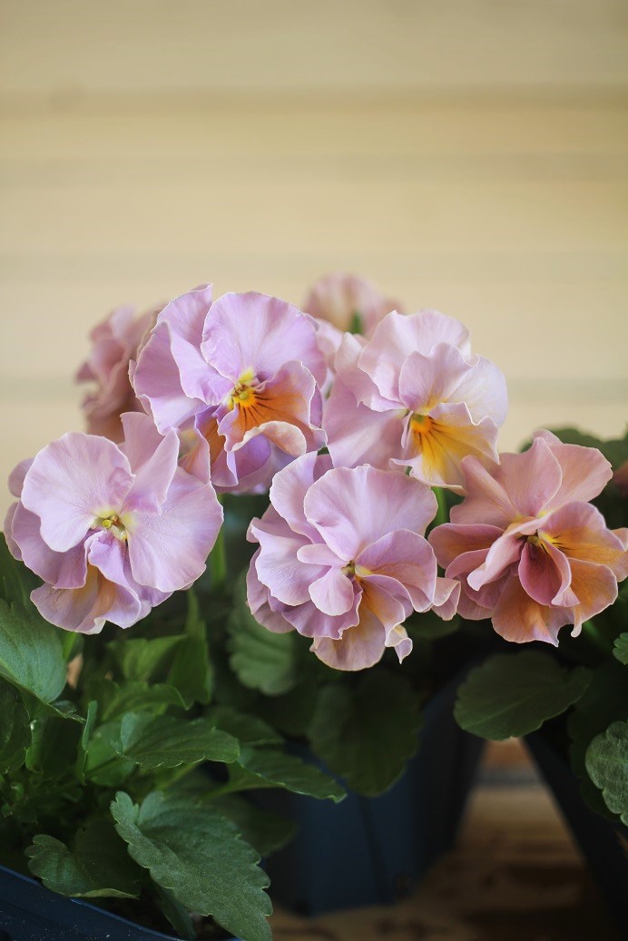 画像5: 2025NEW!! さとう園芸さんオリジナルフリルビオラ『プチトリアノン ローランサングレー』