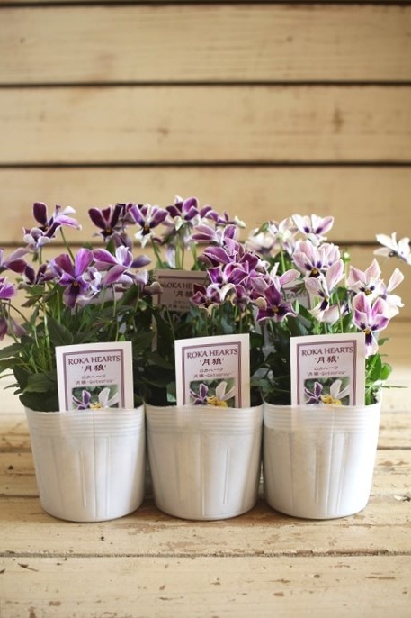 画像6: ビオラロカハーツ『月狼』 