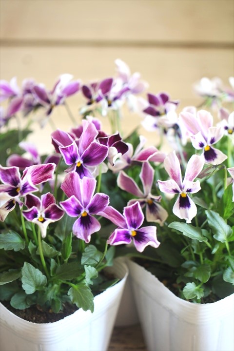 画像4: ビオラロカハーツ『月狼』 