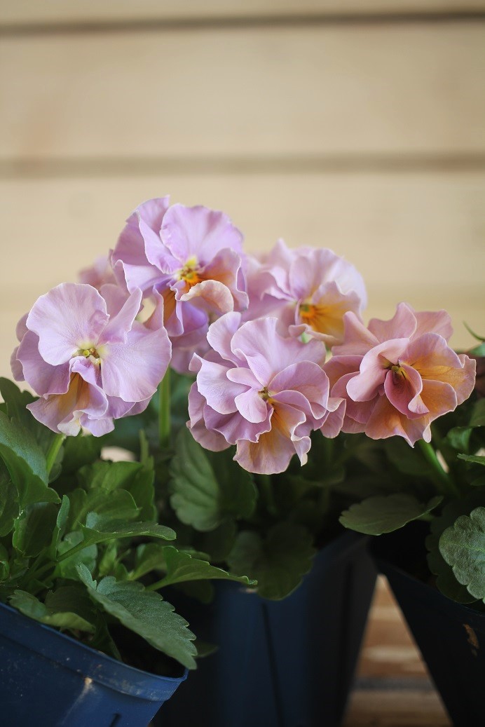 画像4: 2025NEW!! さとう園芸さんオリジナルフリルビオラ『プチトリアノン ローランサングレー』