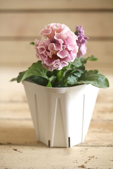 画像2: フリンジ咲きパンジー 『ローブ・ドゥ・アントワネット』 ★１点もの ver.２★ 