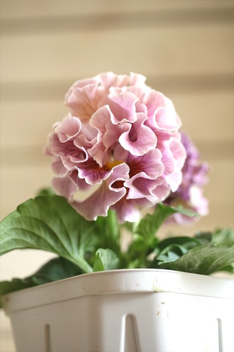 画像1: フリンジ咲きパンジー 『ローブ・ドゥ・アントワネット』 ★１点もの ver.２★ 