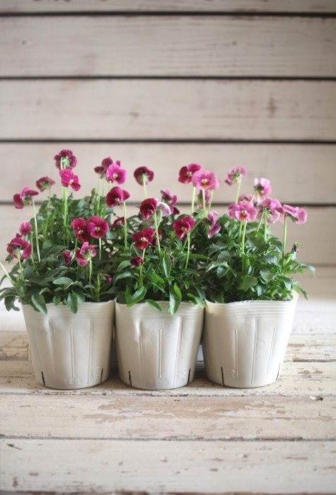 画像2: 奥田園芸さんオリジナル！ ときめきビオラ『ノスタルジックピンク』