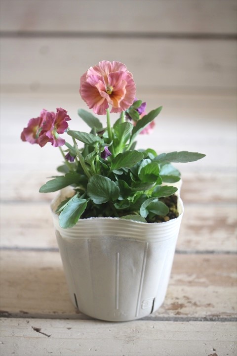 画像1: 【１点もの】奥田園芸さんオリジナル！ ときめきビオラ『フルフリル』ver.９