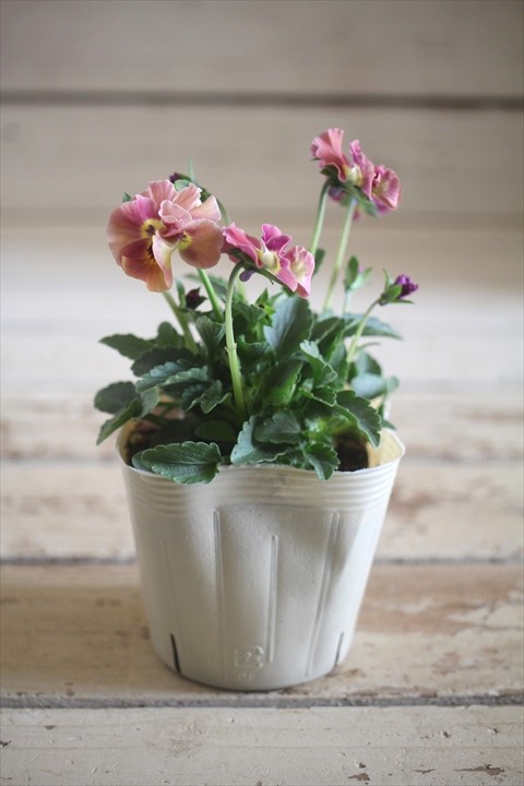 画像1: 【１点もの】奥田園芸さんオリジナル！ ときめきビオラ『フルフリル』ver.７