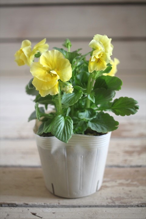 画像1: 【１点もの】奥田園芸さんオリジナル！ ときめきビオラ『シフォンドレス』ver.２