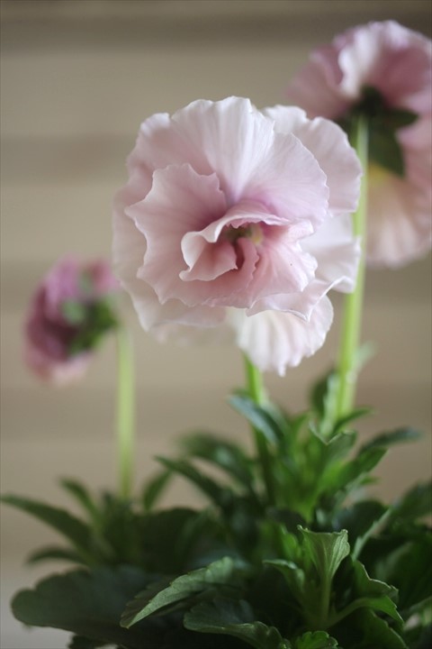 画像2: 【１点もの】奥田園芸さんオリジナル！ ときめきビオラ『シフォンドレス』ver.６