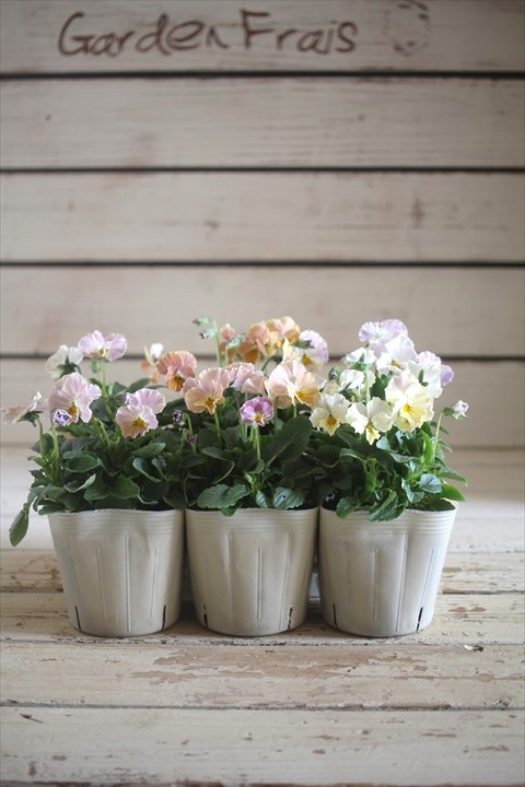 画像2: 奥田園芸さんオリジナル！ ときめきビオラ『ビリビリ』