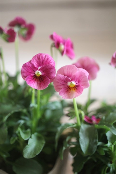 画像1: 奥田園芸さんオリジナル！ ときめきビオラ『ノスタルジックピンク』