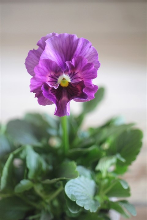 画像1: 【１点もの】花日和さんオリジナル！ フリルパンジー『シエルブリエ』ver.７