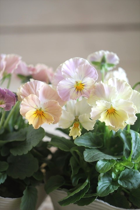 画像1: 奥田園芸さんオリジナル！ ときめきビオラ『ビリビリ』