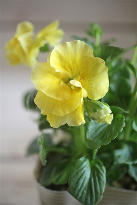 画像2: 【１点もの】奥田園芸さんオリジナル！ ときめきビオラ『シフォンドレス』ver.２