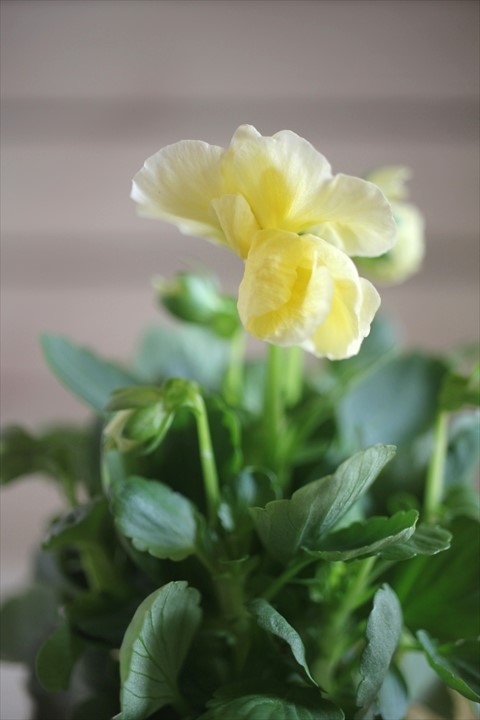 画像2: 【１点もの】奥田園芸さんオリジナル！ ときめきビオラ『シフォンドレス』ver.７