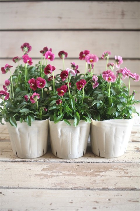 画像4: 奥田園芸さんオリジナル！ ときめきビオラ『ノスタルジックピンク』