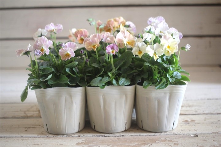 画像: 奥田園芸さんオリジナル！ ときめきビオラ『ビリビリ』