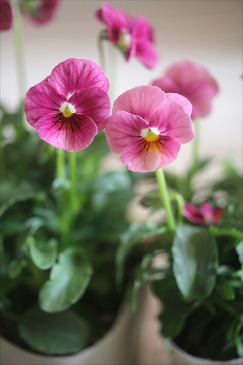 画像3: 奥田園芸さんオリジナル！ ときめきビオラ『ノスタルジックピンク』