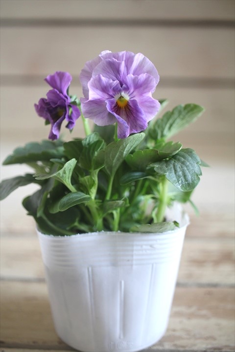 画像2: 【１点もの】花日和さんオリジナル！ フリルパンジー『シエルブリエ』ver.４