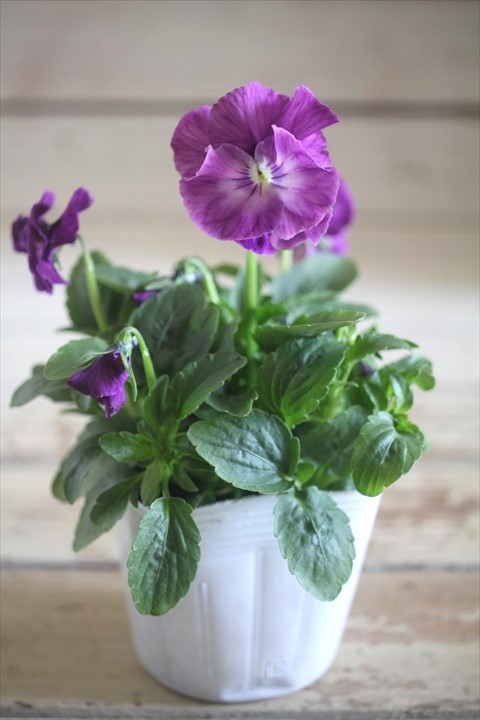 画像2: 【１点もの】花日和さんオリジナル！ フリルパンジー『シエルブリエ』ver.２