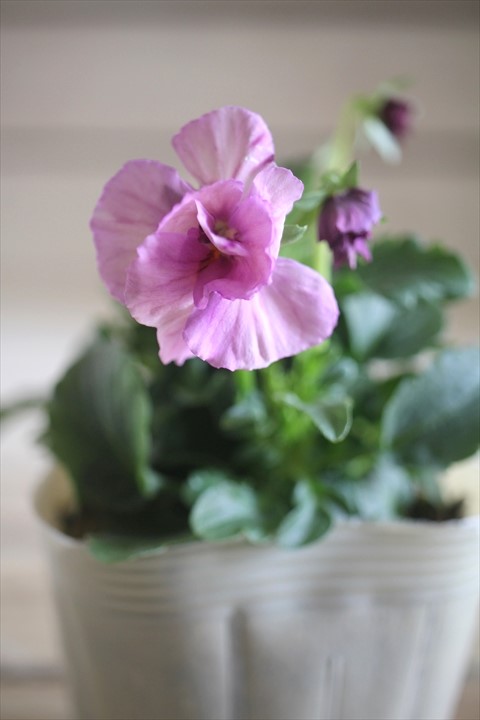 画像2: 【１点もの】奥田園芸さんオリジナル！ ときめきビオラ『シフォンドレス』ver.１