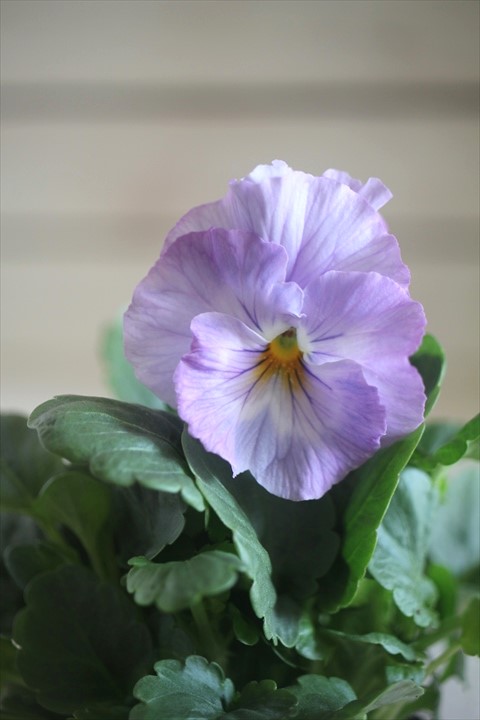 画像1: 【１点もの】花日和さんオリジナル！ フリルパンジー『シエルブリエ』ver.１３