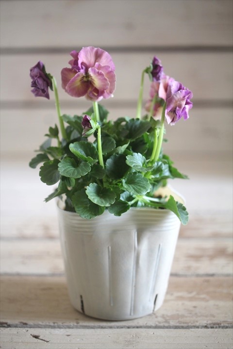 画像1: 【１点もの】奥田園芸さんオリジナル！ ときめきビオラ『シフォンドレス』ver.３