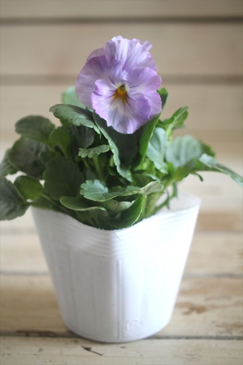 画像2: 【１点もの】花日和さんオリジナル！ フリルパンジー『シエルブリエ』ver.１３