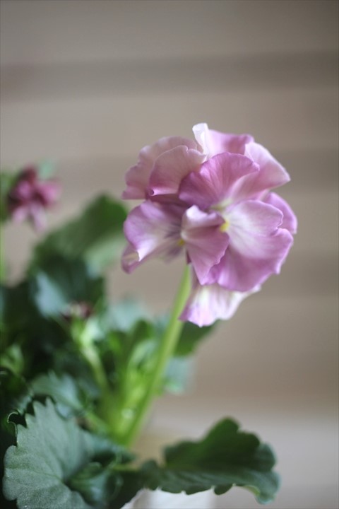 画像2: 【１点もの】奥田園芸さんオリジナル！ ときめきビオラ『シフォンドレス』ver.５