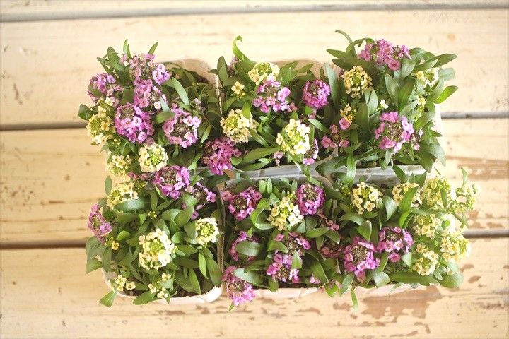 画像: ２色植えアリッサム『レモン＆ラベンダー』 