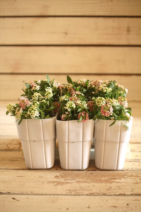 画像6: ２色植えアリッサム『レモン＆ピーチ』 