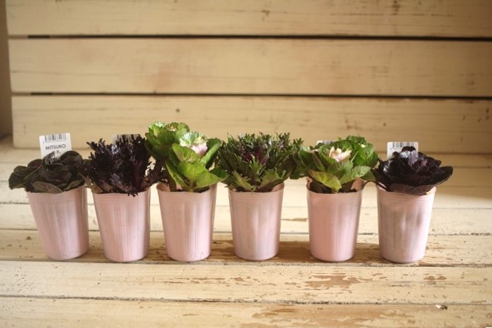 画像: ハボタン光子セッション（３芽立ち）『ver.２』 