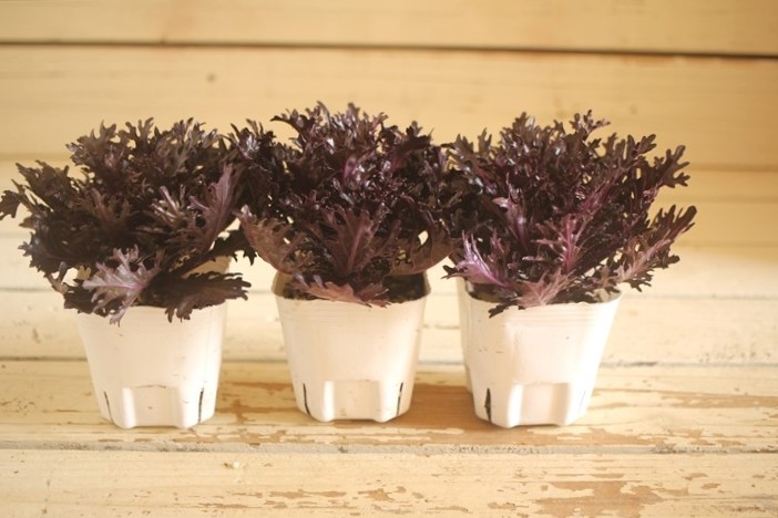 画像: ハボタン光子『エッジブラック』 