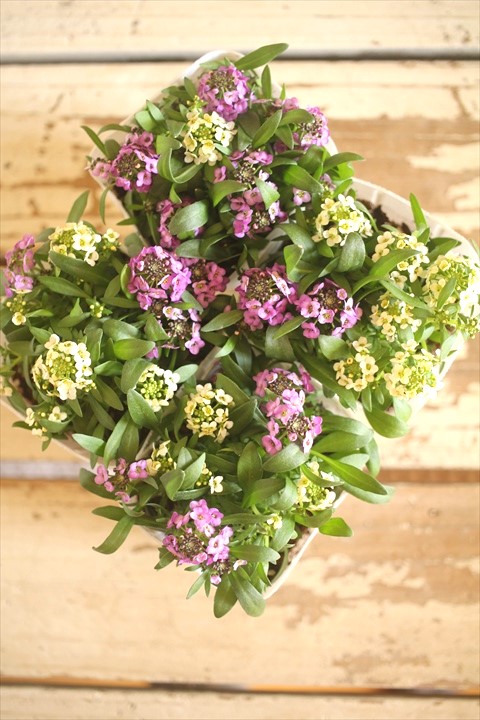 画像5: ２色植えアリッサム『レモン＆ラベンダー』 