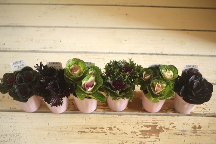 画像: ハボタン光子セッション（３芽立ち）『ver.２』 