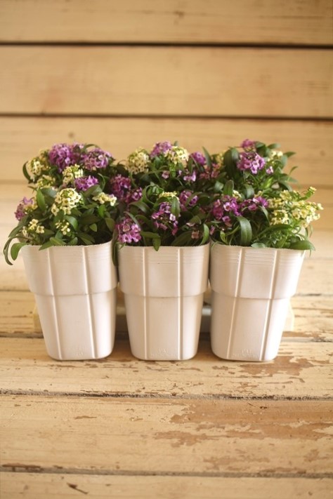 画像6: ２色植えアリッサム『レモン＆ラベンダー』 