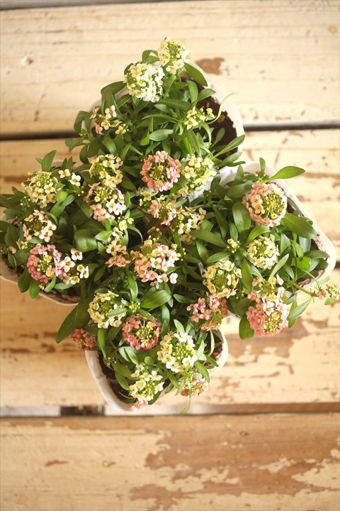 画像4: ２色植えアリッサム『レモン＆ピーチ』 