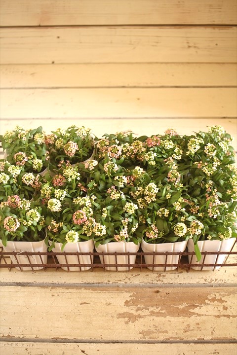 画像: ２色植えアリッサム『レモン＆ピーチ』 