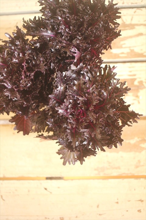 画像3: ハボタン光子『エッジブラック』 