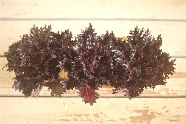 画像: ハボタン光子『エッジブラック』 