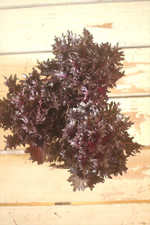 画像1: ハボタン光子『エッジブラック』 